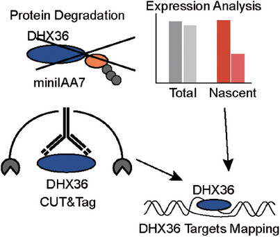 Rapid degradation of DHX36 revealing its transcriptional role by interacting with G-quadruplex Issue 1, 2025