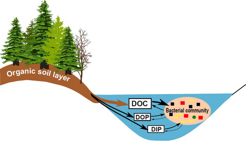Climate-related changes of soil characteristics affect bacterial community composition and function of high altitude and latitude lakes