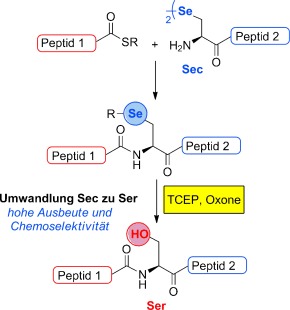 Oxidative Deselenization of Selenocysteine: Applications for Programmed Ligation at Serine