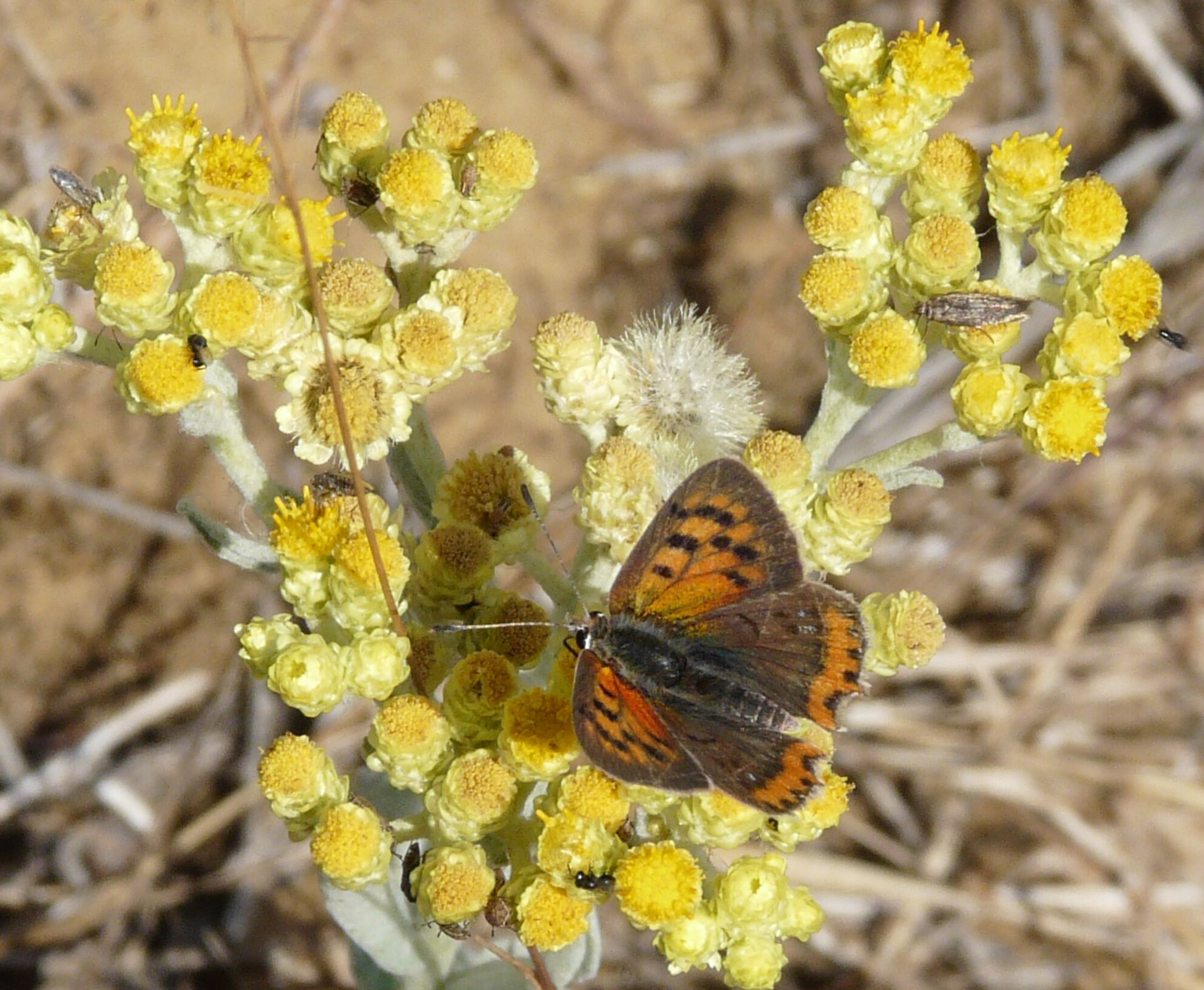 Genetic diversity assessment of Helichrysum arenarium (Asteraceae) for the genetic restoration of declining populations