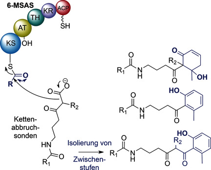 Insights into 6-Methylsalicylic Acid Bio-assembly by Using Chemical Probes