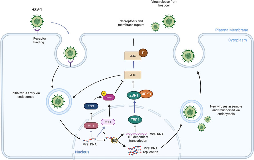 MLKL‒OPTN axis regulates herpesvirus-induced neurological sequelae