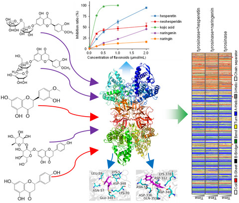 Inhibition characteristics and mechanism of tyrosinase using five citrus flavonoids: A spectroscopic and molecular dynamics simulation study
