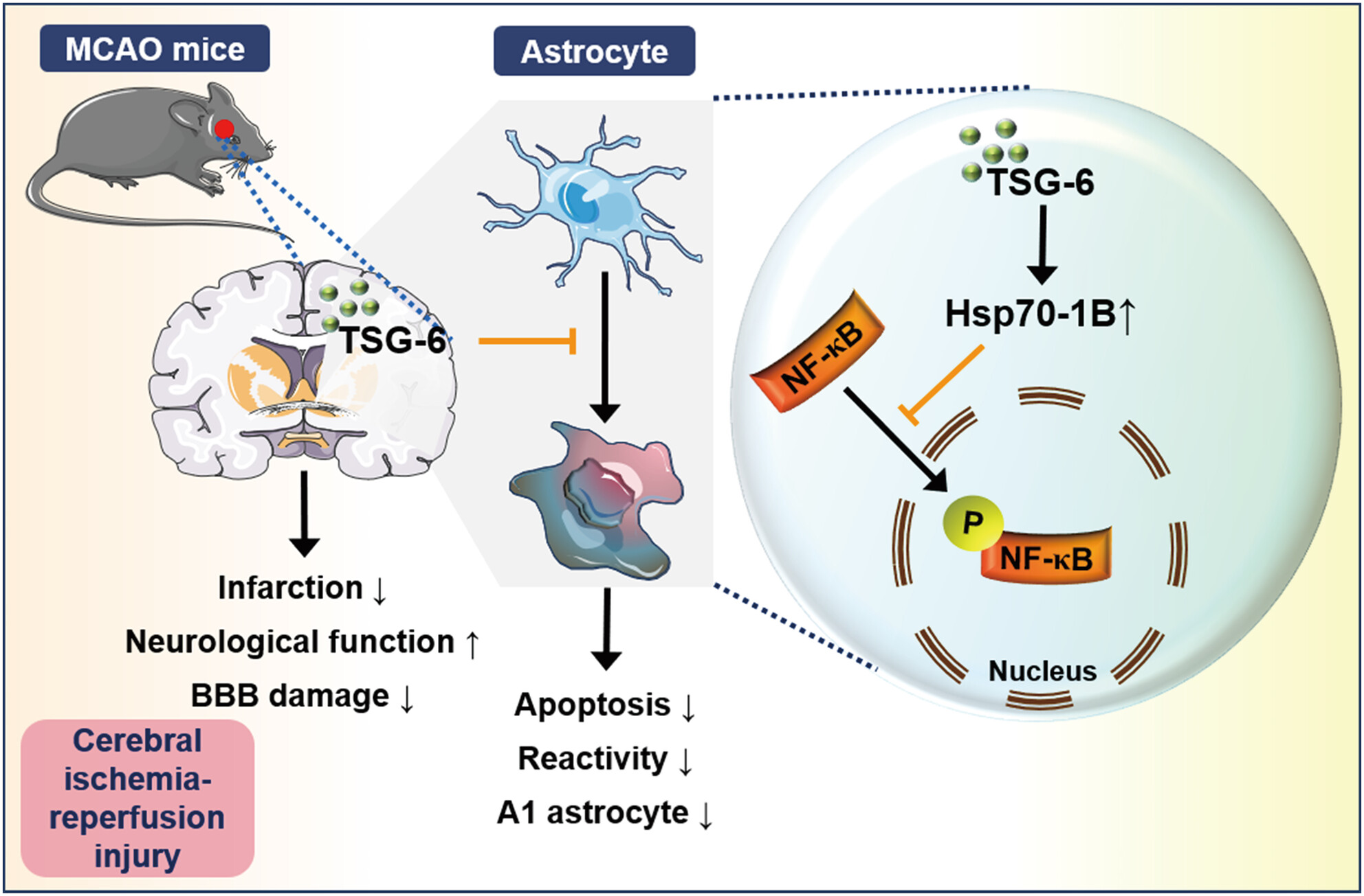 TSG-6 Protects Against Cerebral Ischemia–Reperfusion Injury via Upregulating Hsp70-1B in Astrocytes