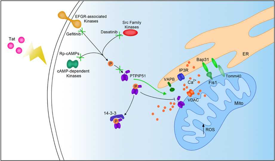 Disruption of Mitochondrial-associated ER membranes by HIV-1 tat protein contributes to premature brain aging