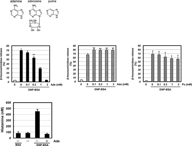 Mechanisms of the action of adenine on anti-allergic effects in mast cells
