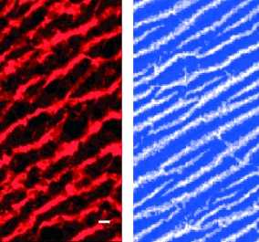 Preparation of Mesoporous Silica Monoliths with Ordered Arrays of Macrochannels Templated from Electric-Field-Oriented Hydrogels