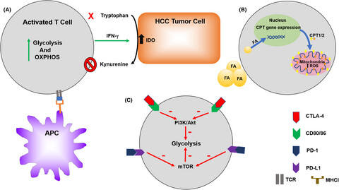 Metabolic reprogramming of immune cells: Shaping the tumor microenvironment in hepatocellular carcinoma