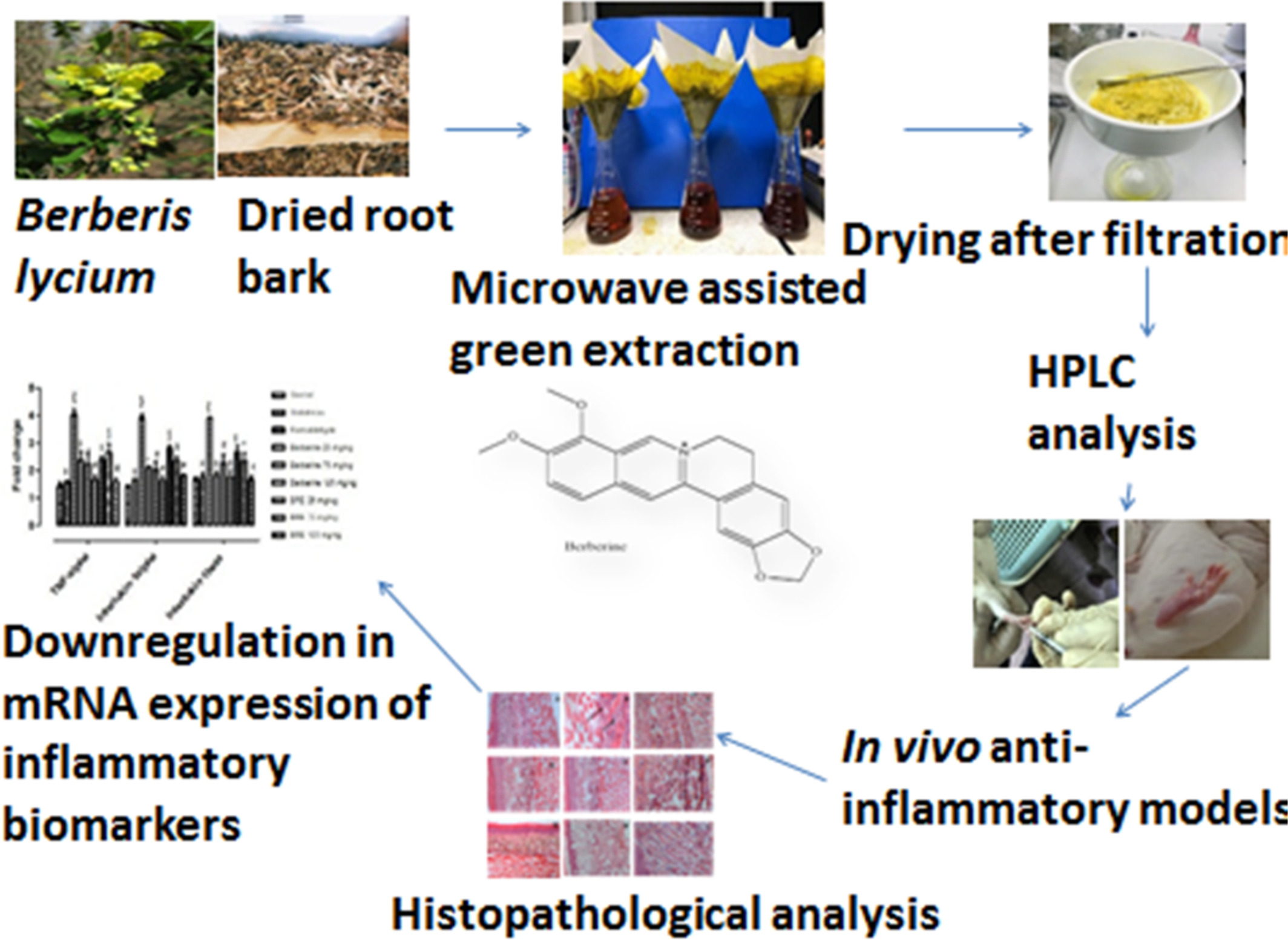 Anti-inflammatory potential of berberine-rich extract via modulation of inflammation biomarkers