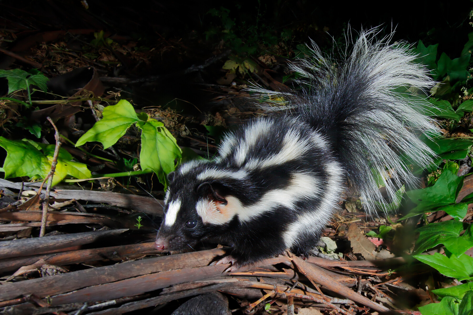 The gut microbiomes of Channel Island foxes and island spotted skunks exhibit fine-scale differentiation across host species and island populations
