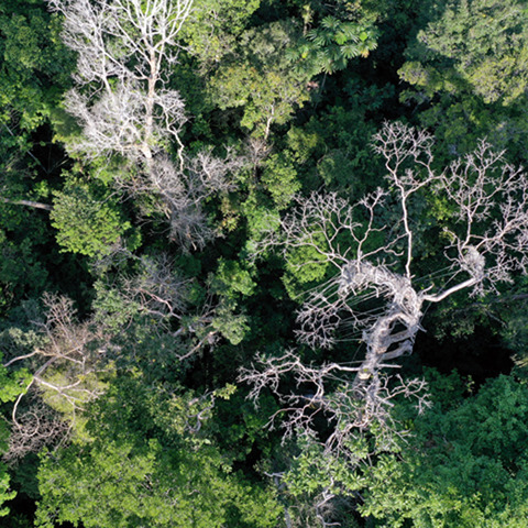 Lightning-caused disturbance in the Peruvian Amazon