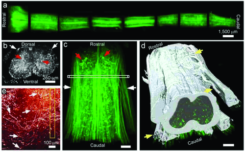 Details are in the caption following the image Details are in the caption following the image