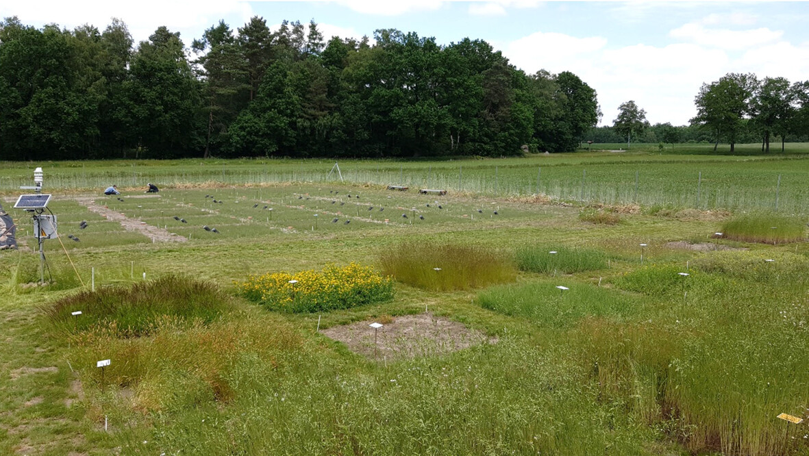 Exploring Priority and Year Effects on Plant Diversity, Productivity and Vertical Root Distribution: First Insights From a Grassland Field Experiment