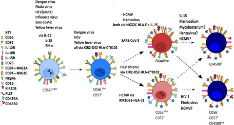 Regulation of the human NK cell compartment by pathogens and vaccines