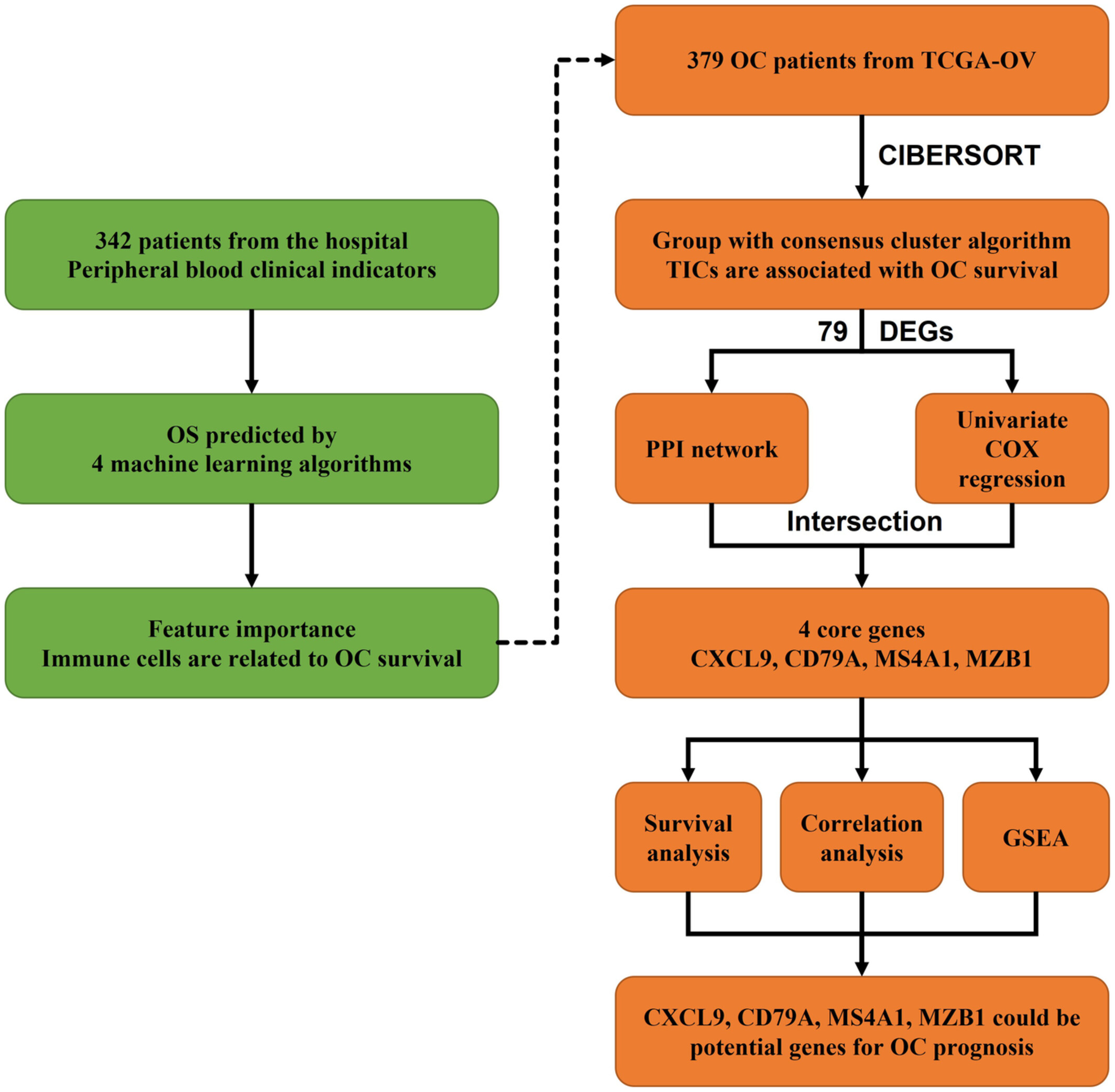 Peripheral and tumor-infiltrating immune cells are correlated with patient outcomes in ovarian cancer
