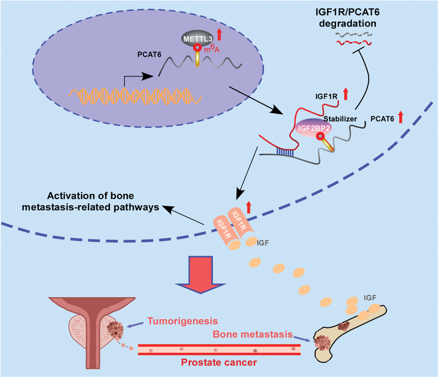 m6A modification of lncRNA PCAT6 promotes bone metastasis in prostate cancer through IGF2BP2-mediated IGF1R mRNA stabilization
