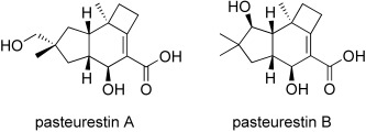 Total Synthesis and Configurational Assignment of Pasteurestin A and B