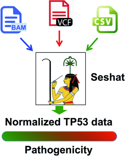 Seshat: A Web service for accurate annotation, validation, and analysis of TP53 variants generated by conventional and next-generation sequencing