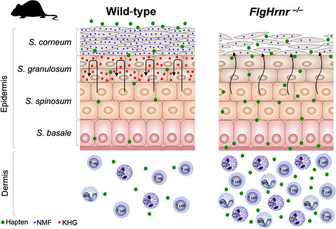 Transient epidermal barrier deficiency and lowered allergic threshold in filaggrin-hornerin (FlgHrnr−/−) double-deficient mice