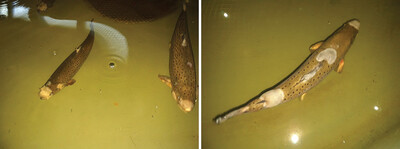 Saprolegniosis in aquaculture and how to control it?