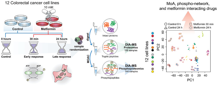 Phosphoproteomic analysis of metformin signaling in colorectal cancer cells elucidates mechanism of action and potential therapeutic opportunities