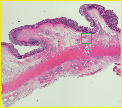 Details are in the caption following the image Details are in the caption following the image