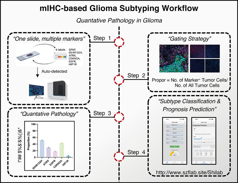 Integrating Multiplex Immunohistochemistry and Machine Learning for Glioma Subtyping and Prognosis Prediction