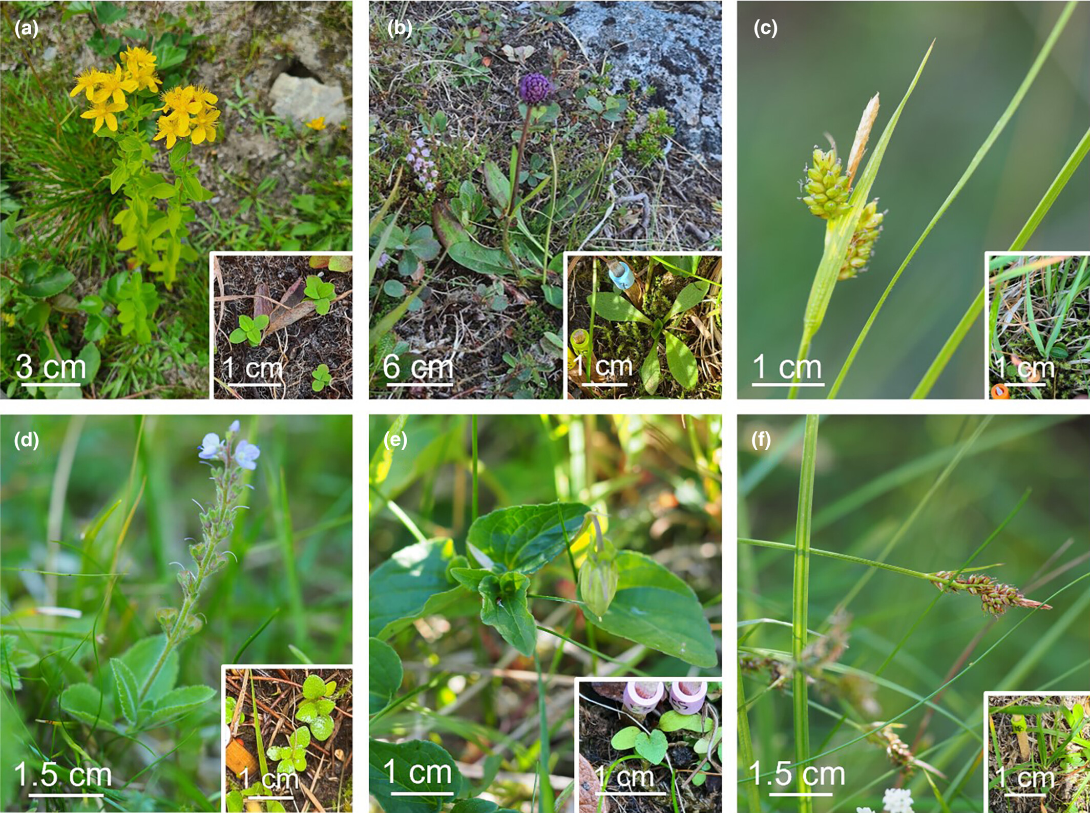 Are sub-alpine species' seedling emergence and establishment in the alpine limited by climate or biotic interactions?