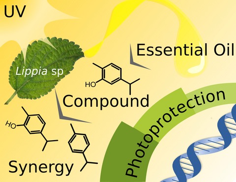 Antigenotoxic Effect Against Ultraviolet Radiation-induced DNA Damage of the Essential Oils from Lippia Species