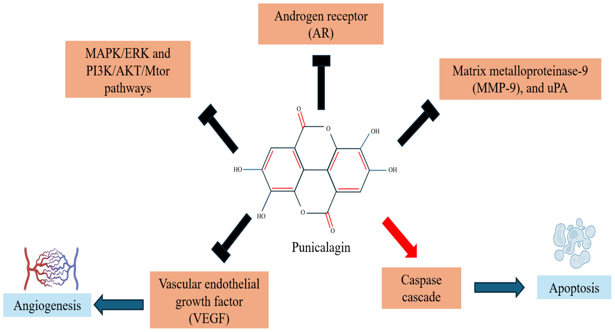 Exploring Punicalagin Potential Against Cancers: A Comprehensive Review