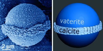 Heterostructured Calcium Carbonate Microspheres with Calcite Equatorial Loops and Vaterite Spherical Cores