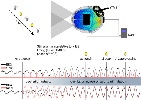 Discrete sampling in perception via neuronal oscillations—Evidence from rhythmic, non-invasive brain stimulation