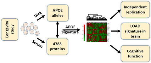 A serum protein signature of APOE genotypes in centenarians
