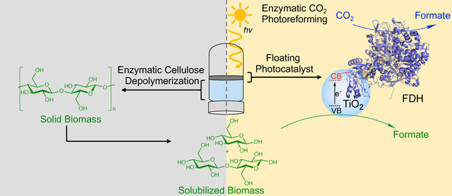 Comproportionation of CO2 and Cellulose to Formate Using a Floating Semiconductor-Enzyme Photoreforming Catalyst