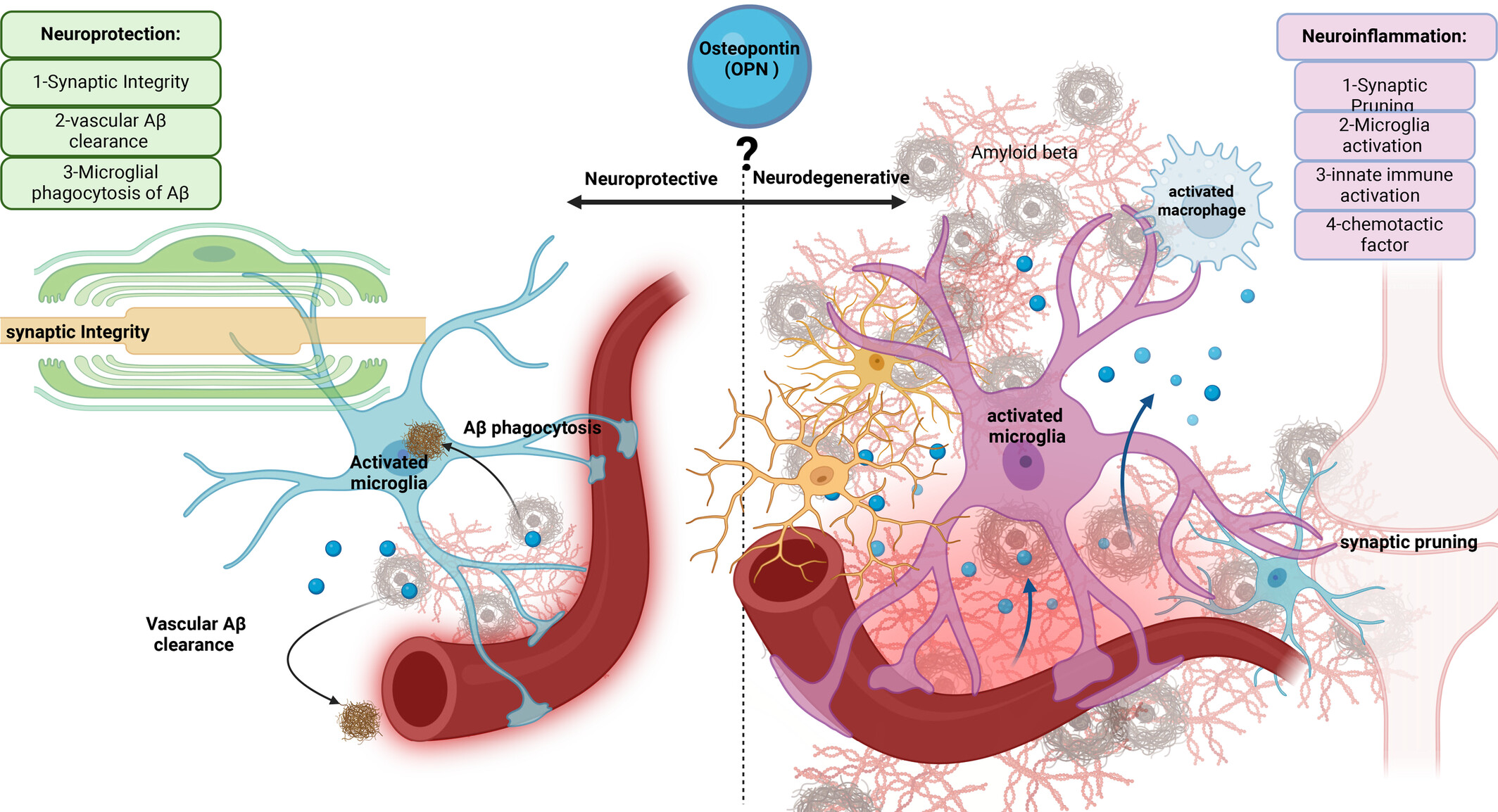Osteopontin in Alzheimer's Disease: A Double-Edged Sword in Neurodegeneration and Neuroprotection—A Systematic Review