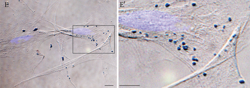 Details are in the caption following the image Details are in the caption following the image