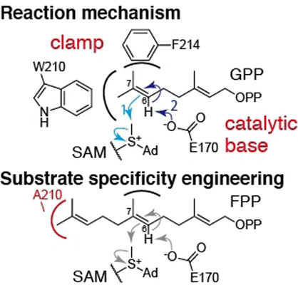 Structural and Molecular Basis of the Catalytic Mechanism of Geranyl Pyrophosphate C6-Methyltransferase: Creation of an Unprecedented Farnesyl Pyrophosphate C6-Methyltransferase