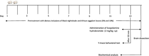 Green leafy vegetables from two Solanum spp. (Solanum nigrum L and Solanum macrocarpon L) ameliorate scopolamine-induced cognitive and neurochemical impairments in rats