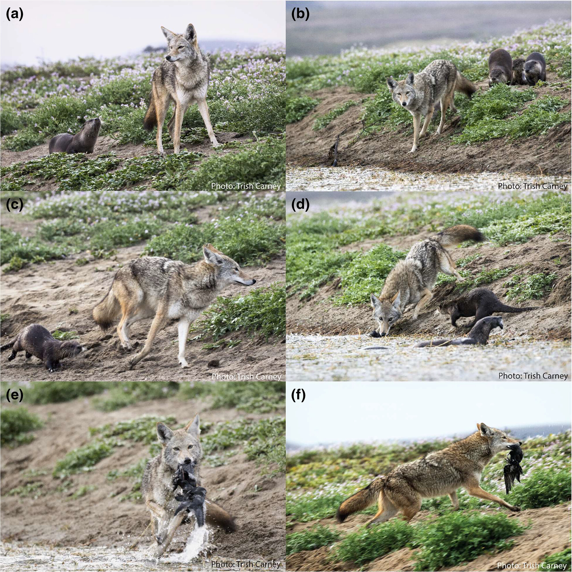 Recovering predators link aquatic and terrestrial ecosystems: River otters subsidize coyotes with carrion