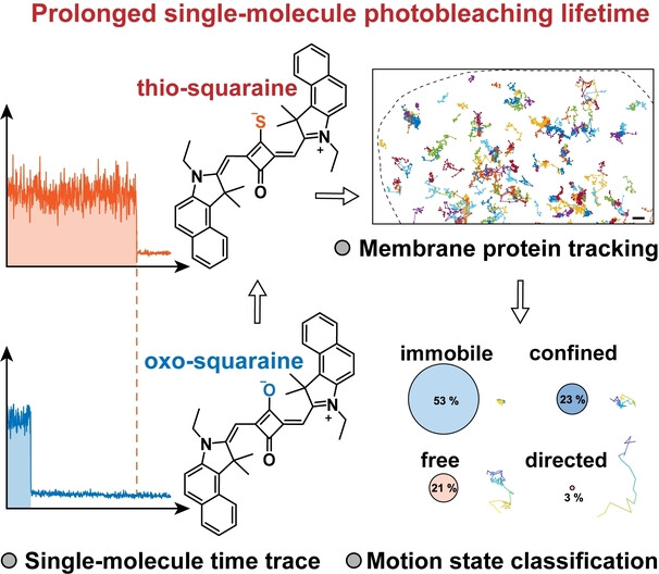 Thiolation for Enhancing Photostability of Fluorophores at the Single-Molecule Level