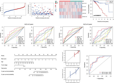 Development of a novel five-lncRNA prognostic signature for predicting overall survival in elderly patients with breast cancer