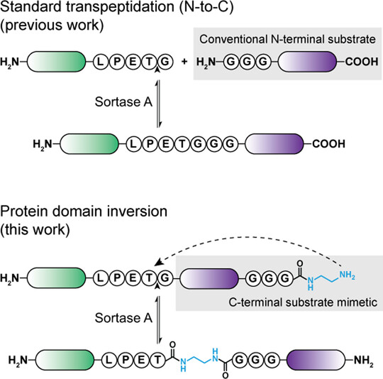 Sortase-Catalyzed Protein Domain Inversion