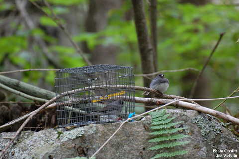 Male courtship preference during seasonal sympatry may maintain population divergence