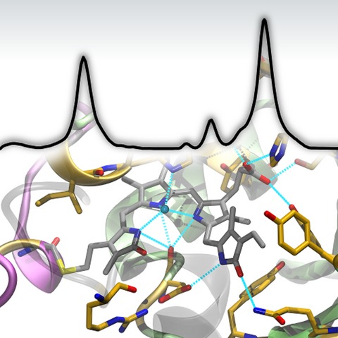 Common Structural Elements in the Chromophore Binding Pocket of the Pfr State of Bathy Phytochromes