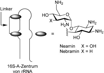 Dimeric Aminoglycosides as Antibiotics