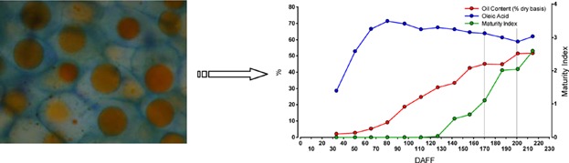 Oil biogenesis and antioxidant compounds from “Arauco” olive (Olea europaea L.) cultivar during fruit development and ripening