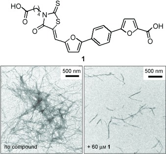 Rhodanine-Based Tau Aggregation Inhibitors in Cell Models of Tauopathy