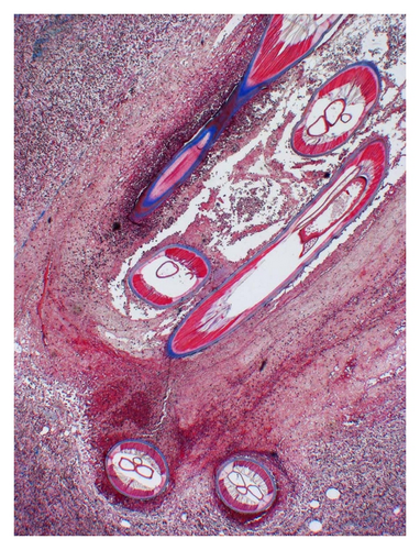 Details are in the caption following the image Details are in the caption following the image