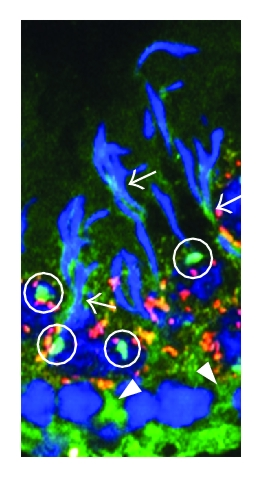 Details are in the caption following the image