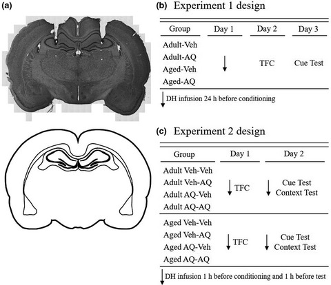 Apoaequorin differentially modulates fear memory in adult and aged rats
